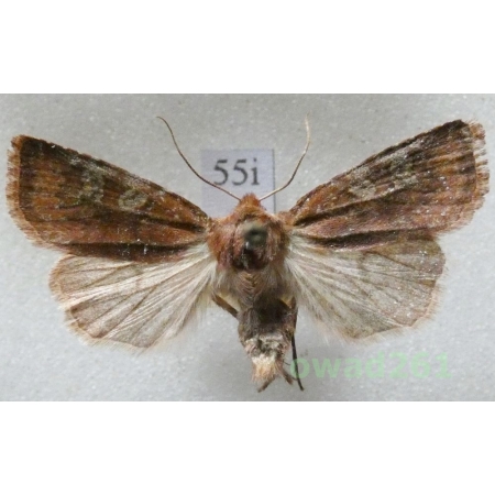 Cerastis leucographa (Denis & Schiffermüller, 1775) Czech55i